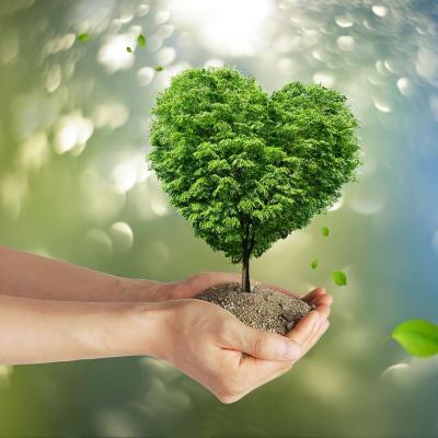Environmental Wellness