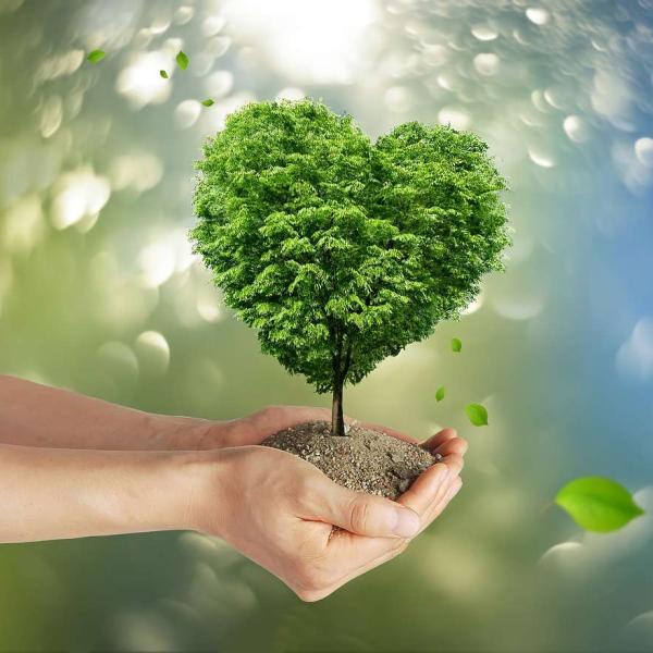 Environmental Wellness